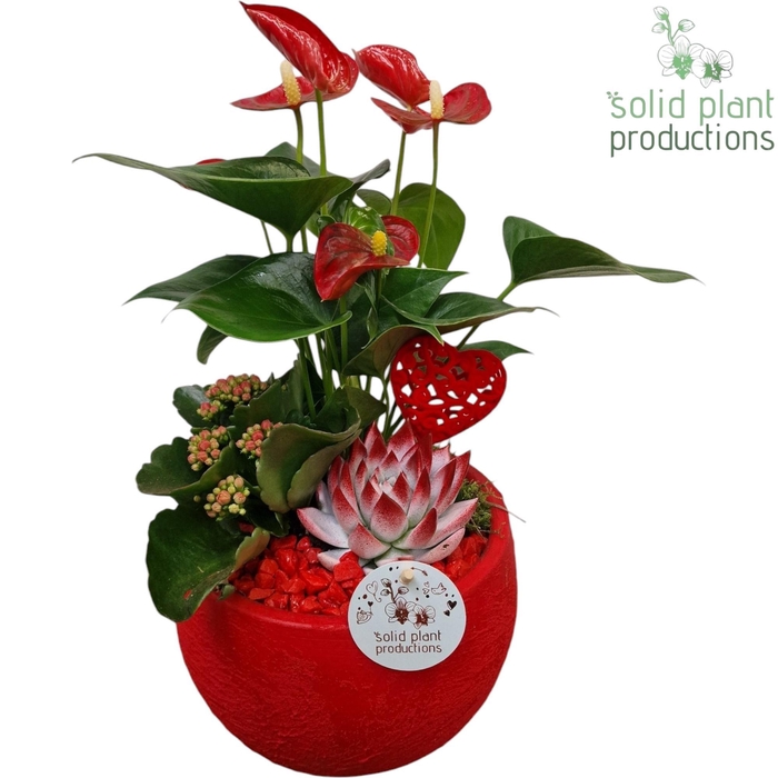 <h4>AE054 Esra Red Small</h4>