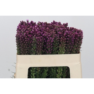 Liatris Spicata