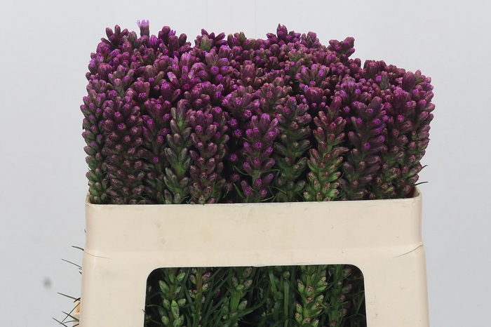 <h4>Liatris Spicata</h4>