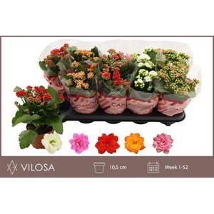 Kalanchoe Double Mix, 5 Colours