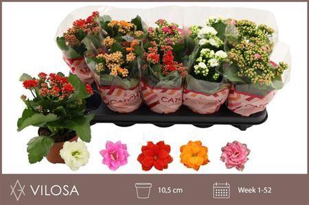 <h4>Kalanchoe Double Mix, 5 Colours</h4>