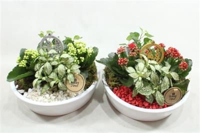 <h4>7451 KER KON LAAG ROOD/WIT</h4>