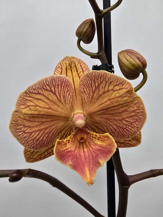 <h4>Limited 75 week 8</h4>