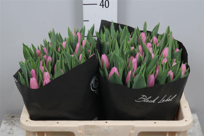 <h4>Tu En Sirikit</h4>