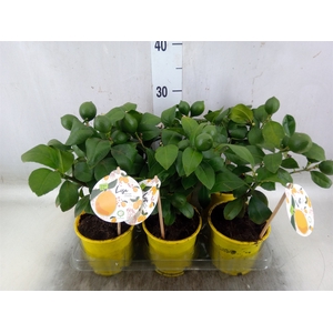 Citrus meyeri 'Meyer'