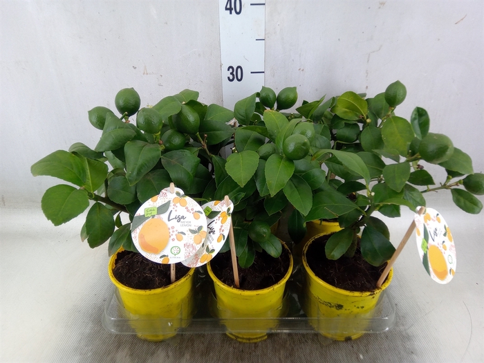 <h4>Citrus meyeri 'Meyer'</h4>