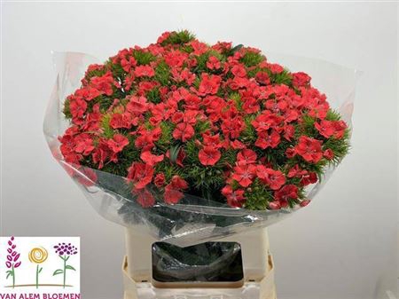 <h4>Di Barb S Will Coral</h4>
