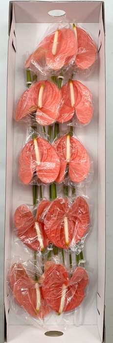 Anthurium Candy Price x box) 10/12 st.