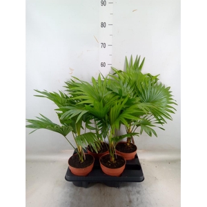 Livistona rotundifolia