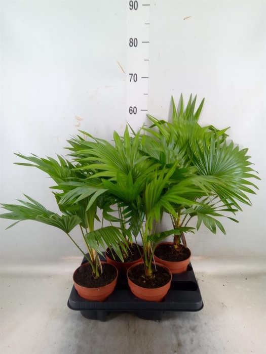 <h4>Livistona rotundifolia</h4>