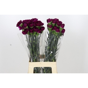 Dianthus St Purple Damascus