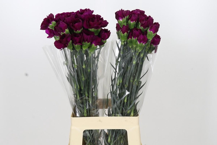 <h4>Dianthus St Purple Damascus</h4>