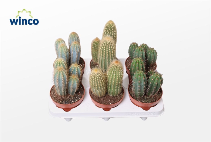 <h4>Cactus Gemengd Column</h4>