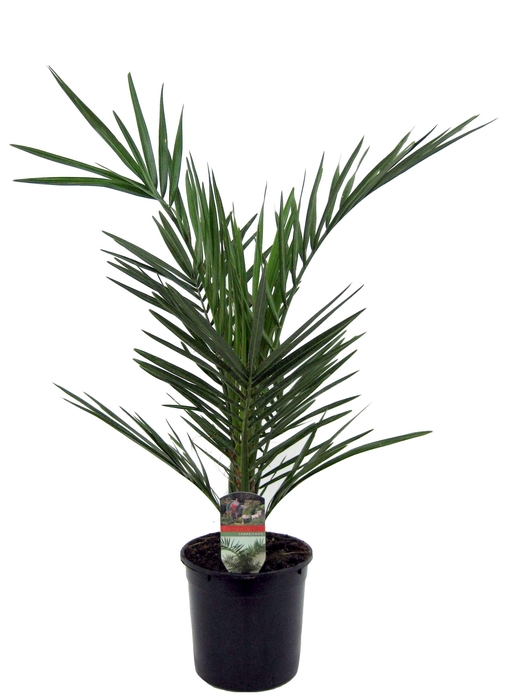 <h4>Phoenix canariensis</h4>