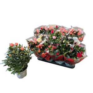 RO KORDANA GEM 5 SRT