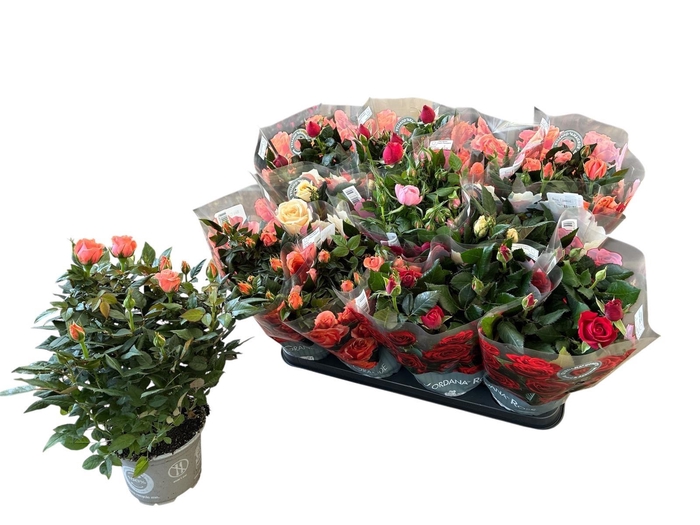 <h4>RO KORDANA GEM 5 SRT</h4>