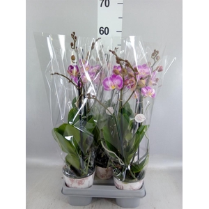 Phalaenopsis  'Sunca Pula'