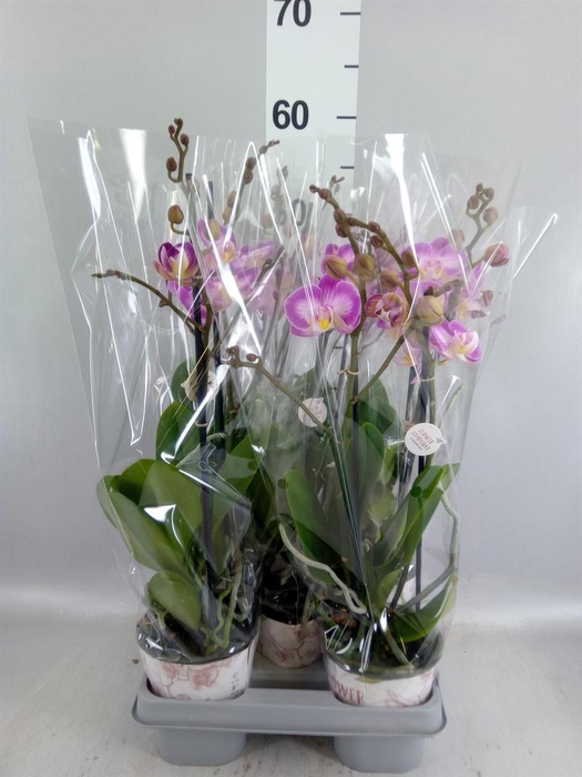 <h4>Phalaenopsis  'Sunca Pula'</h4>