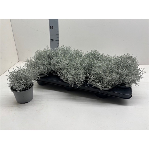 <h4>Leucophyta (Calocephalus)</h4>