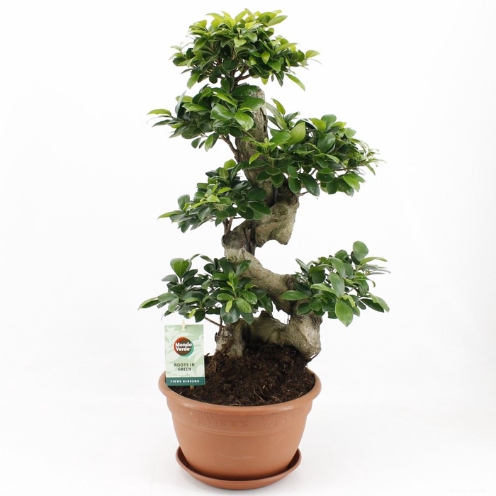 Ficus microcarpa 'Ginseng'