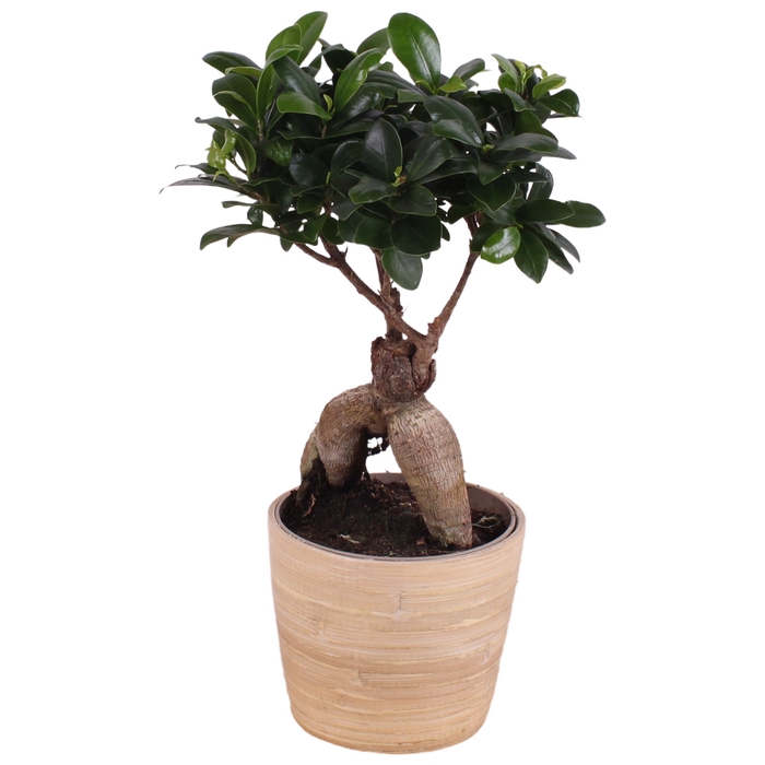 <h4>Ficus Mi Ginseng Wood</h4>