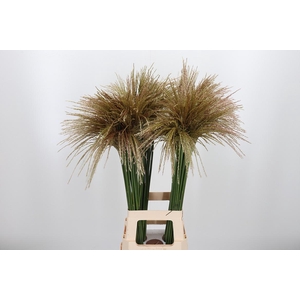 Misc Sin White Cloud