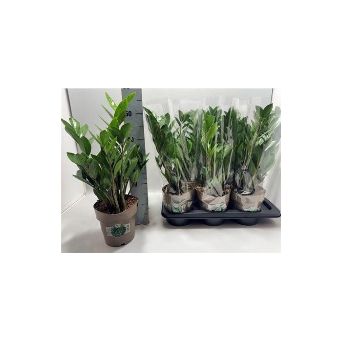 <h4>** Zamio Zamiifolia 8+ * Winter Promo *</h4>