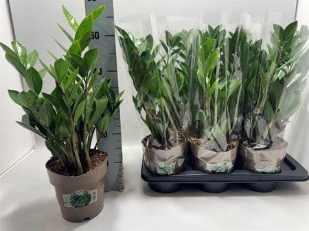 <h4>** Zamio Zamiifolia 8+ * Spring Deal*</h4>