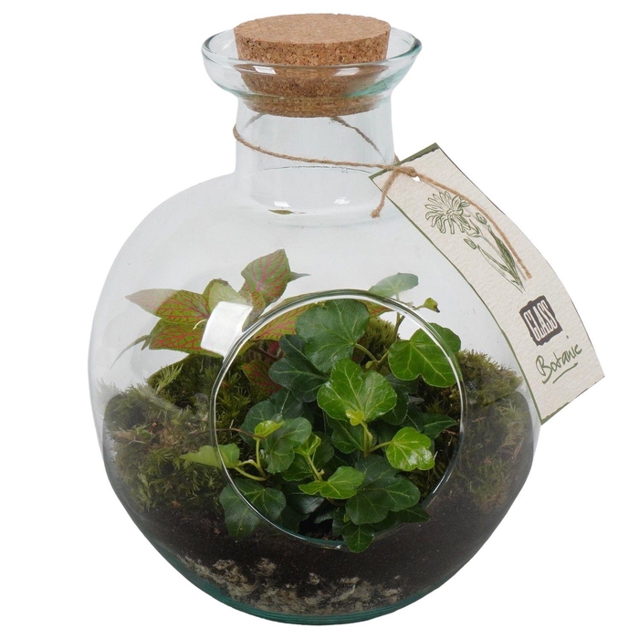 <h4>PTGIG2146 Arrangement Greens in glass in glazen terrarium</h4>