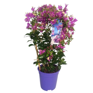 Bougainvillea Dania