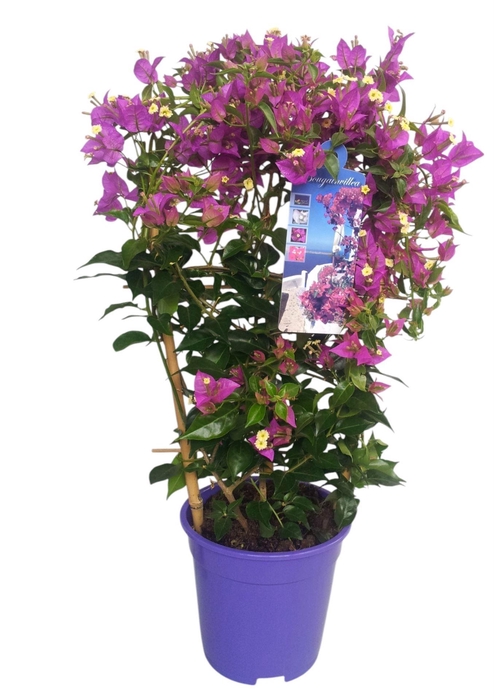 <h4>Bougainvillea Dania</h4>
