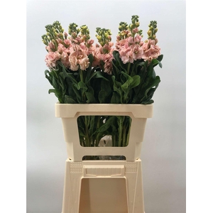 MATTHIOLA IRON APRICOT