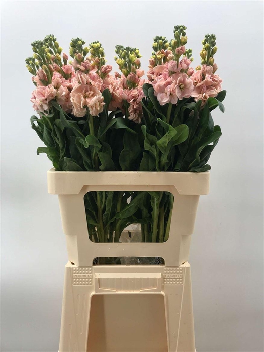 <h4>MATTHIOLA IRON APRICOT</h4>