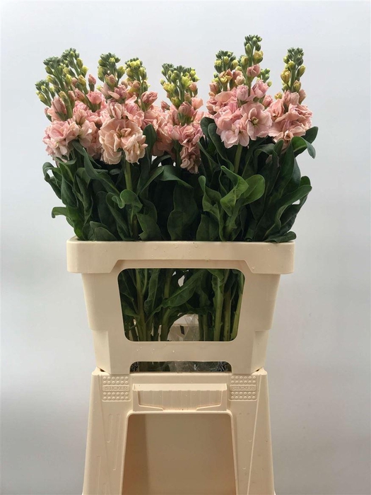 <h4>MATTHIOLA IRON APRICOT</h4>