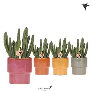 Kolibri Greens Stapelia Leendertziae in Timeless pot mix