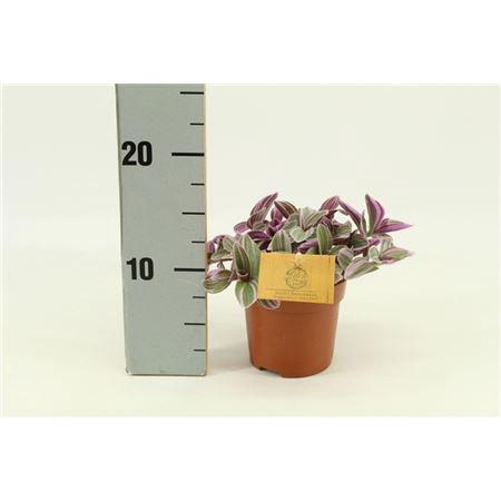 <h4>Tradescantia Sweetness</h4>