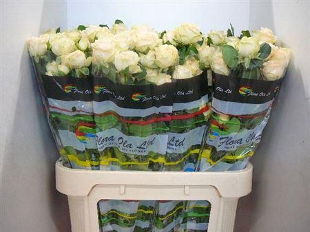 <h4>R Tr Summerrose</h4>