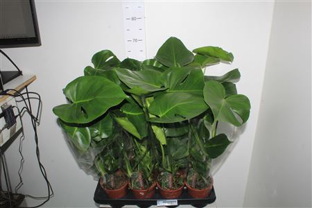 <h4>Monstera Deliciosa</h4>