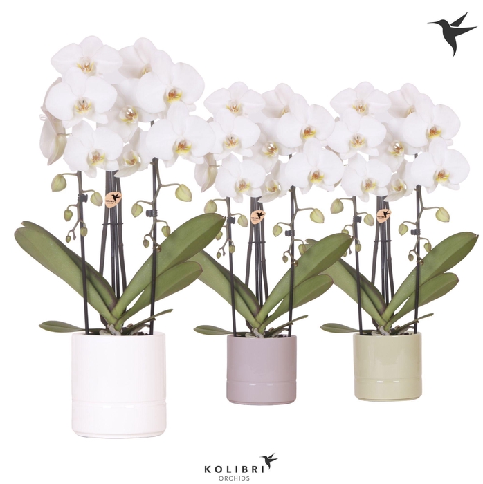 <h4>Kolibri Orchids Phalaenopsis Cascade Niagara Fall white 2 spike in Pastel pot mix</h4>