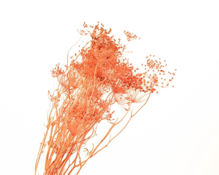 <h4>Bupleurum Pink</h4>