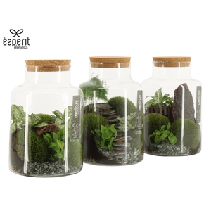 90777: Landscape terrarium Large Melkbus D17 / H25