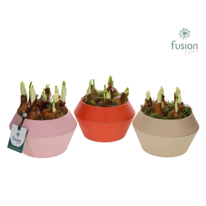 Biologisch afbreekbare pot met Narcis