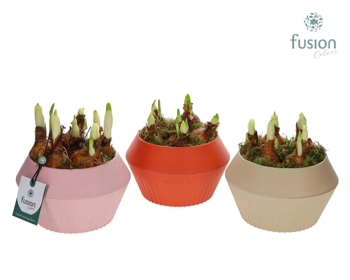 <h4>Biologisch afbreekbare pot met Narcis</h4>