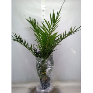 Phoenix canariensis