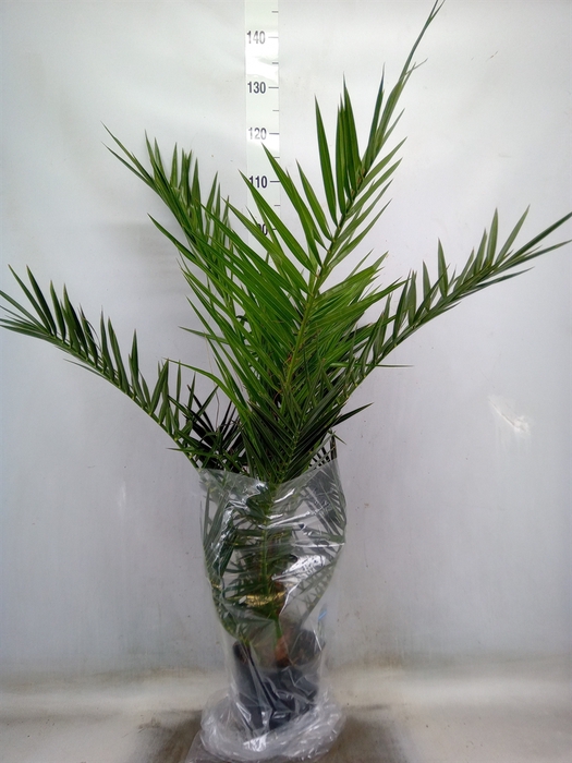 <h4>Phoenix canariensis</h4>