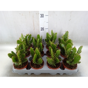 Opuntia tuna (juveniel)