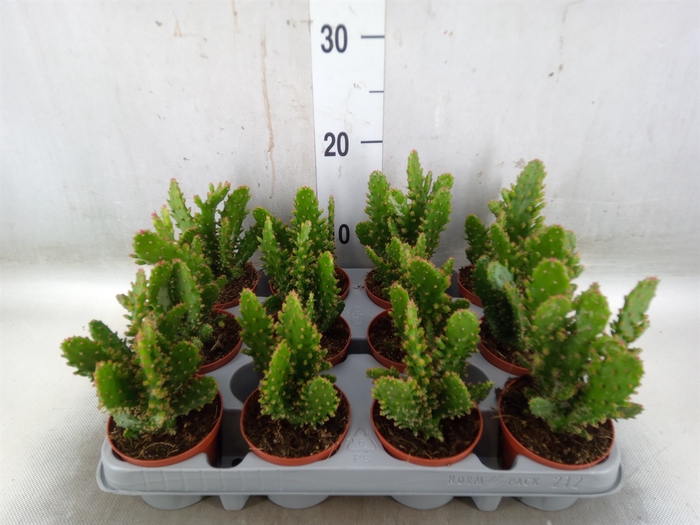 <h4>Opuntia tuna (juveniel)</h4>