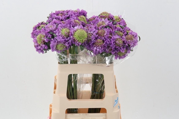 <h4>SCAB AT BB SCOOP UBE</h4>