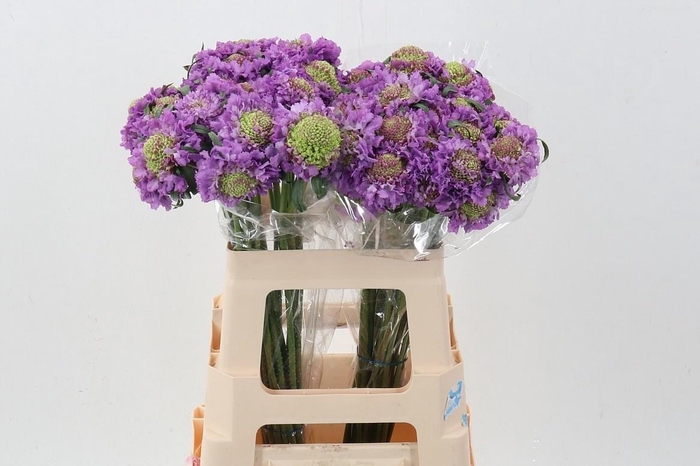 <h4>SCAB AT BB SCOOP UBE</h4>