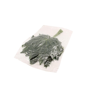 Aralia Super V P X5